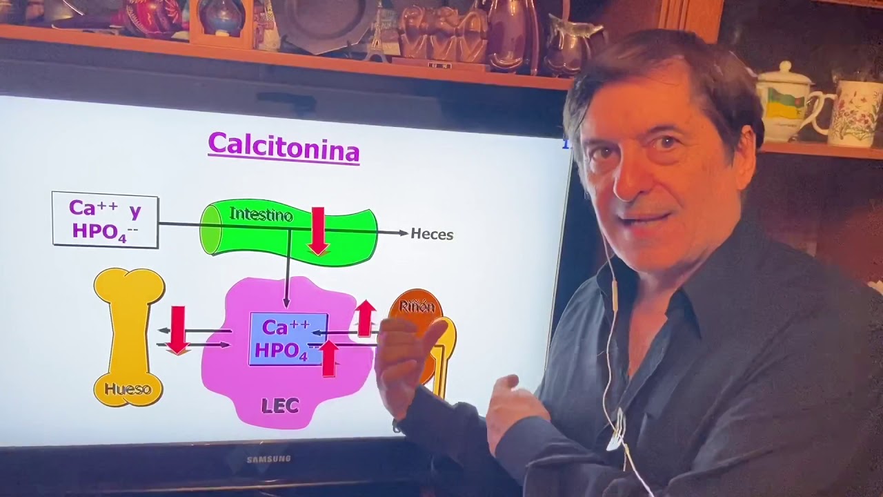 Regulación de la Calcemia, Paratohormna, Calcitonina, itamina 3