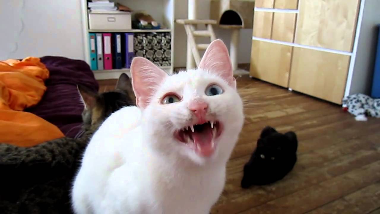 Milla, the Alien Cat