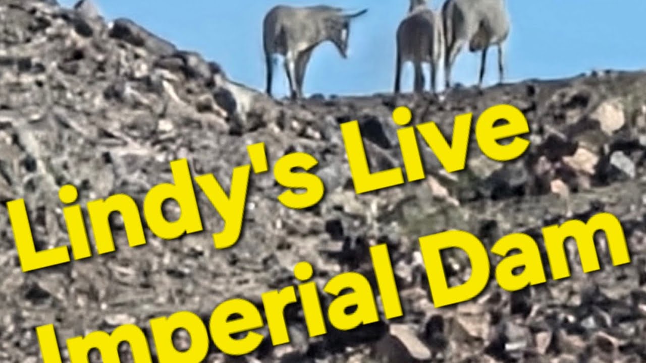 Lindy's Live 2/17/26 Van aid Inperial Dam etc