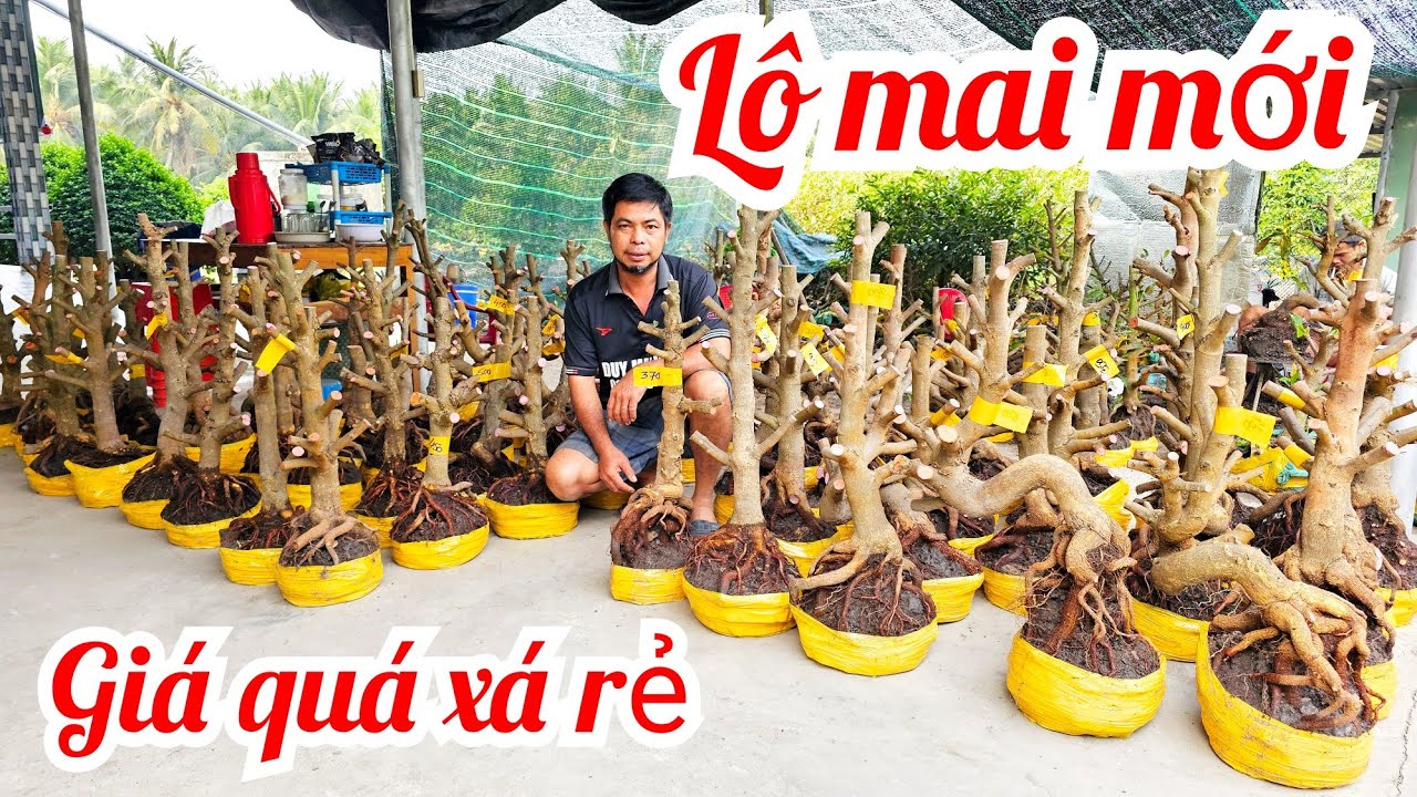 A Duy 📲 0384834321 quái trực búp măng dáng long mai giảo Thủ Đức đế Đẹp giá rẻ 20/1 (@MaivàngQuêdừa)