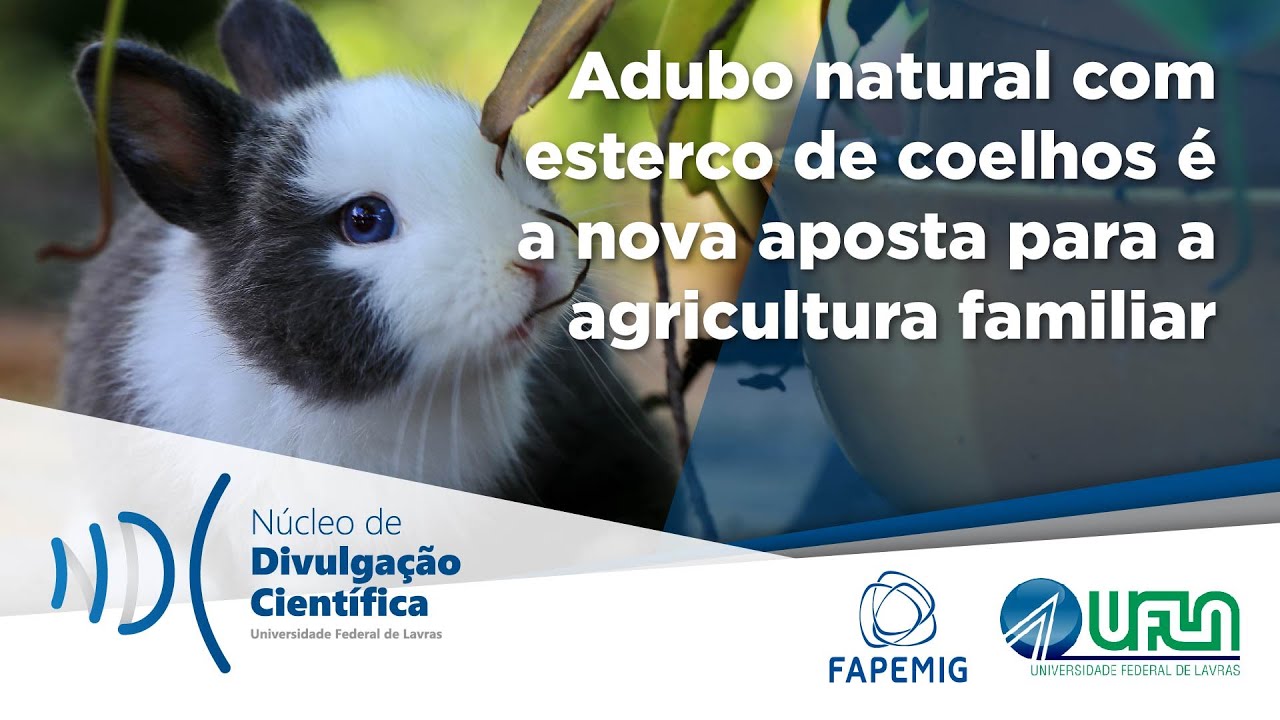 Adubo natural com esterco de coelhos é a nova aposta para a agricultura familiar