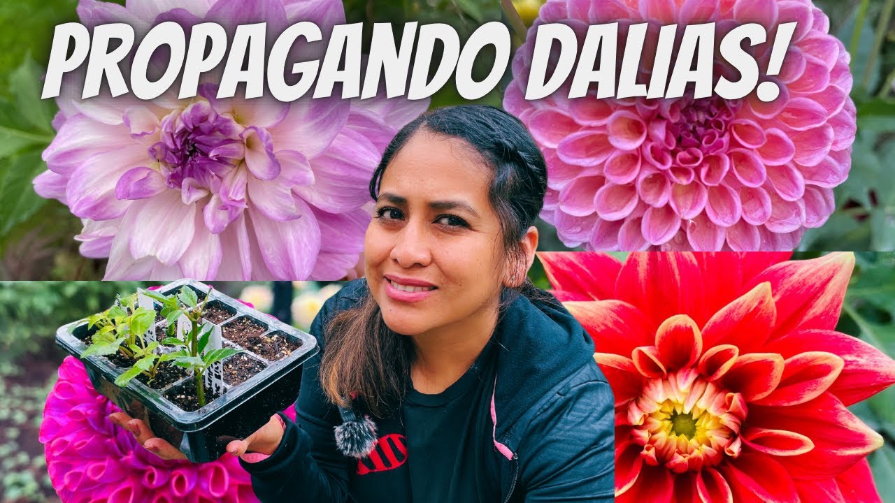 Cómo propagar dalias para tener mucho más dalias y muchas flores. #dalias, #flores, #jardineria