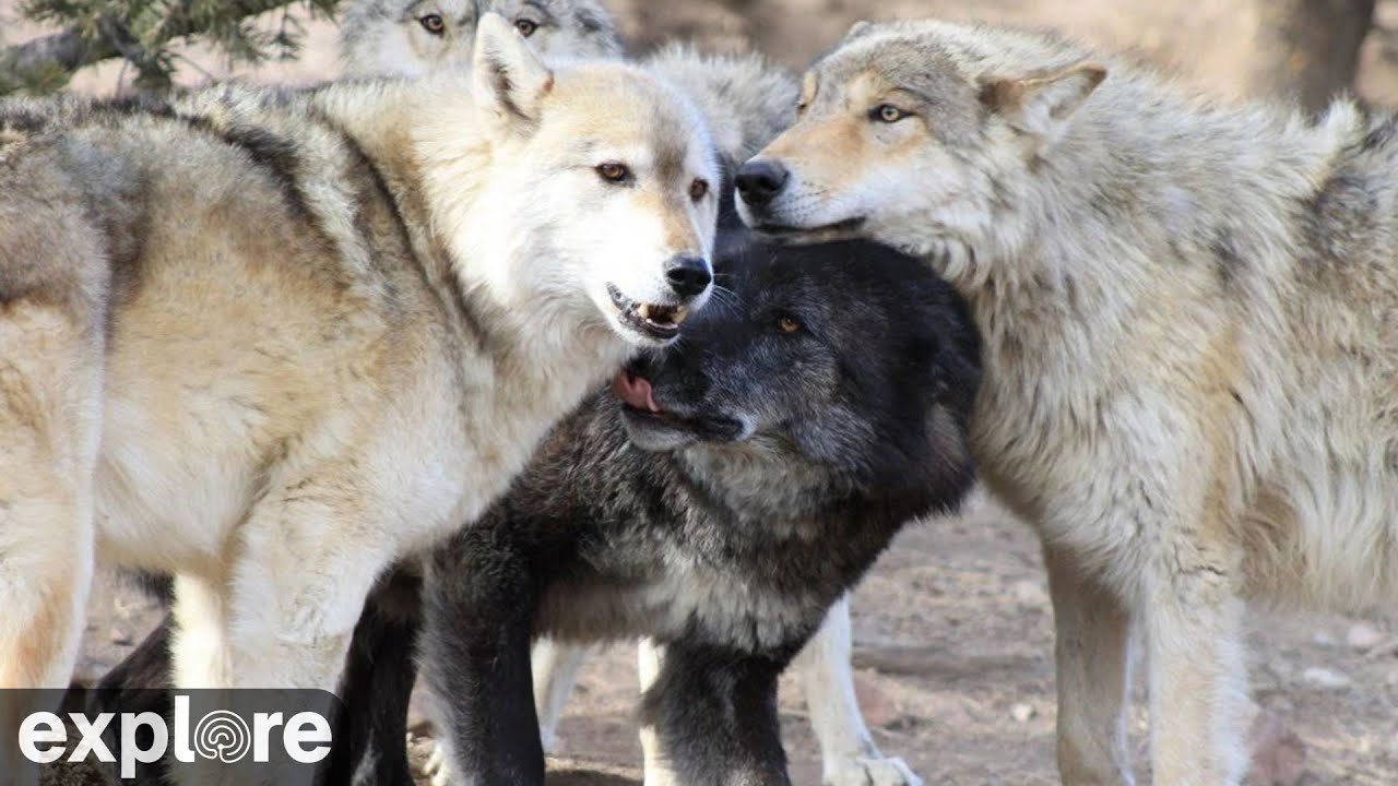 Mission Wolf: Zeab's Den powered by EXPLORE.org