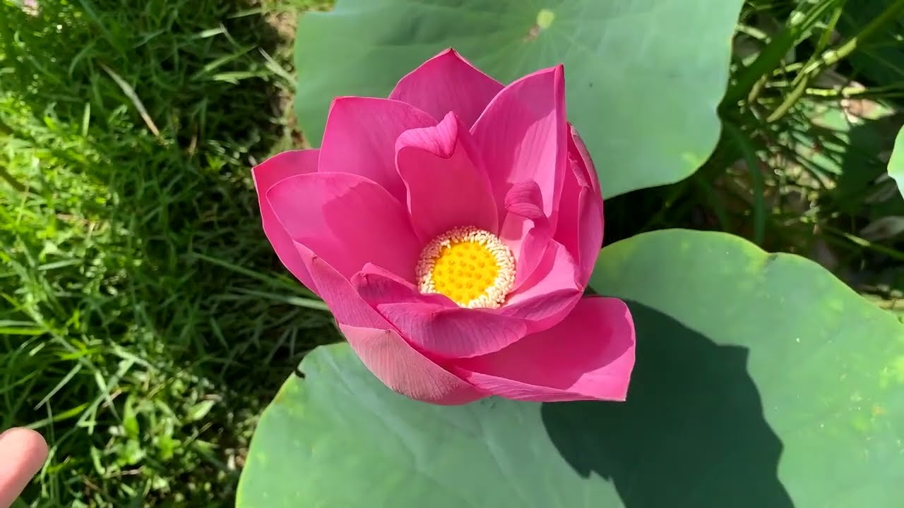 Lotus Flower Bloom Season in Vietnam