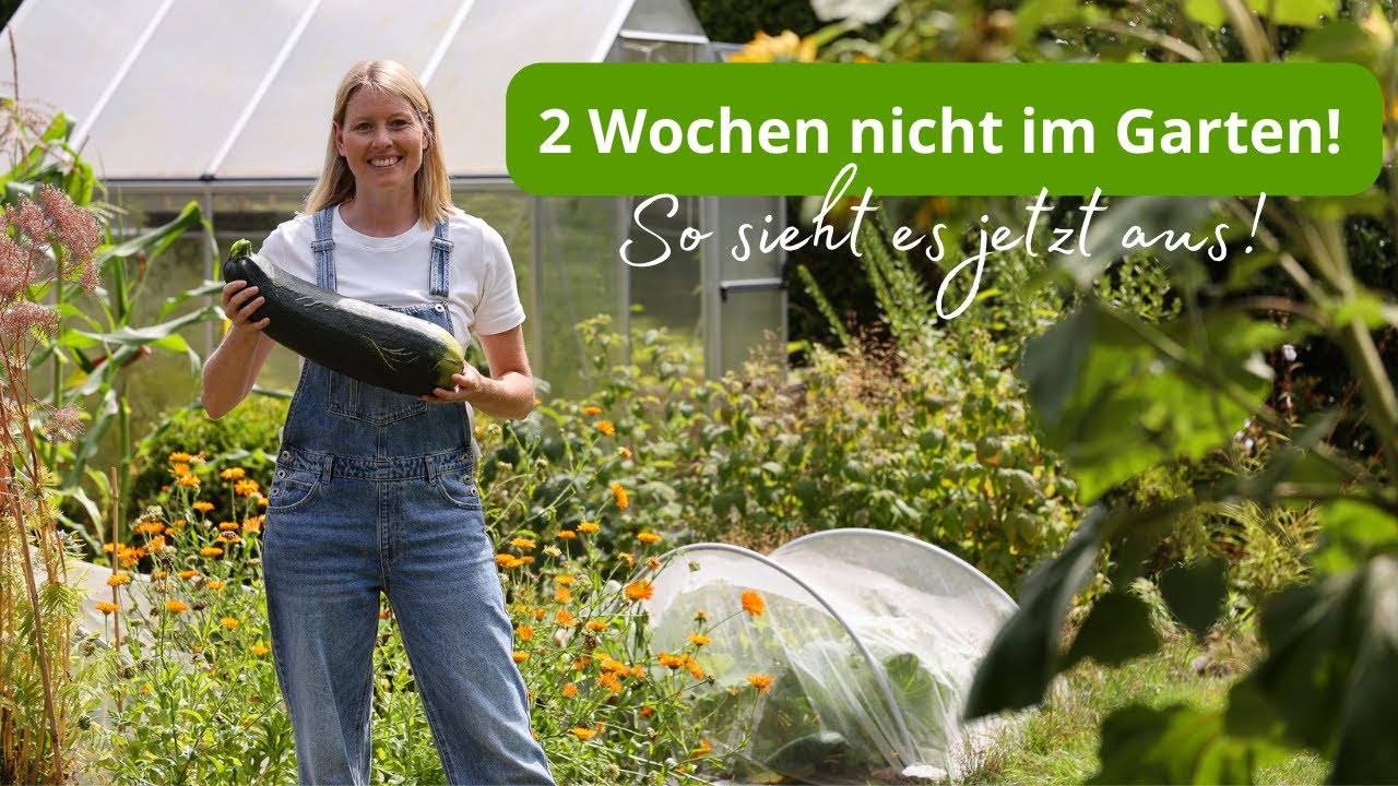 Update aus dem Gemüsegarten Ende Juli 😮 Riesen Zucchini, Unkraut, Mäuse & eine riesige Ernte