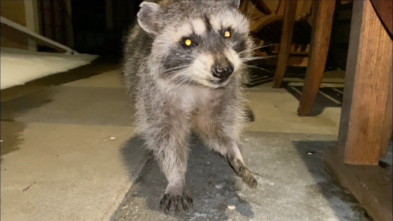 Dori Raccoon - Part 53 | Winter's Last Delight