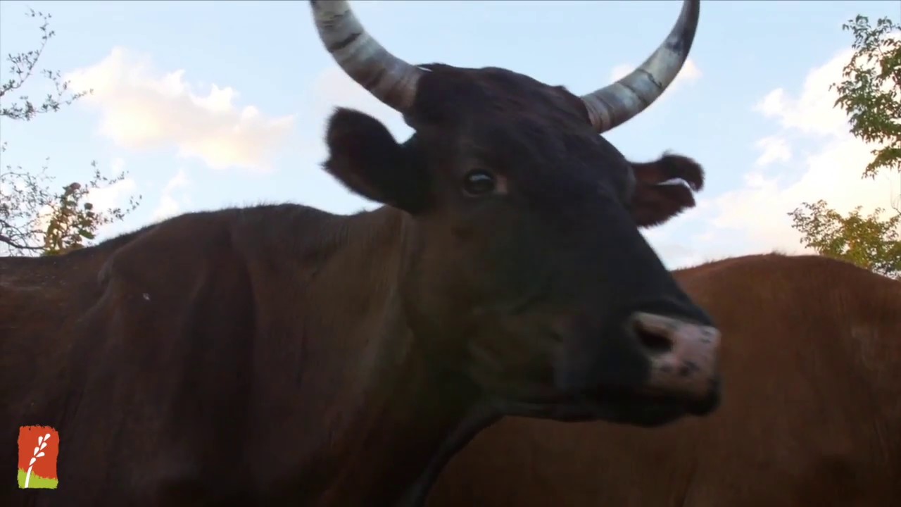 NoTill On The Plains - Allan Savory Clip