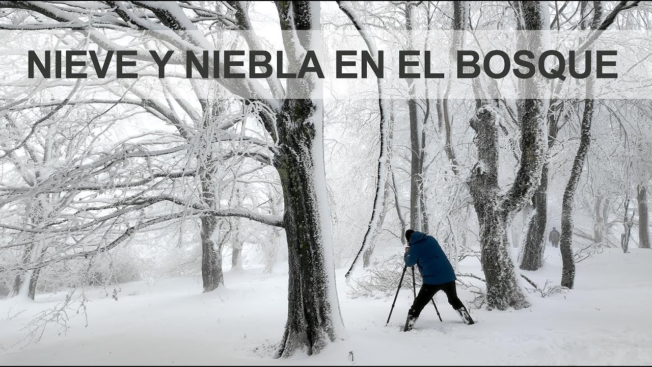 Nieve y niebla en el bosque