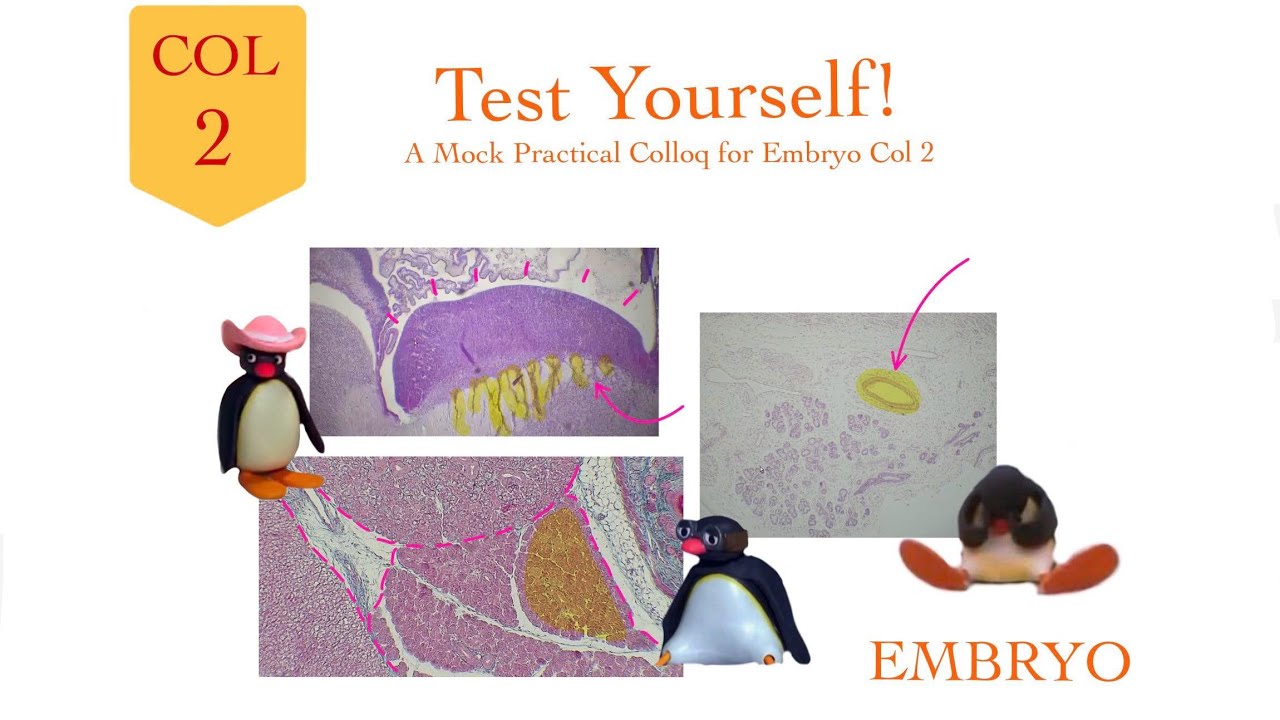 Embryology Col 2 - Test Yourself - Demo Practical Colloq