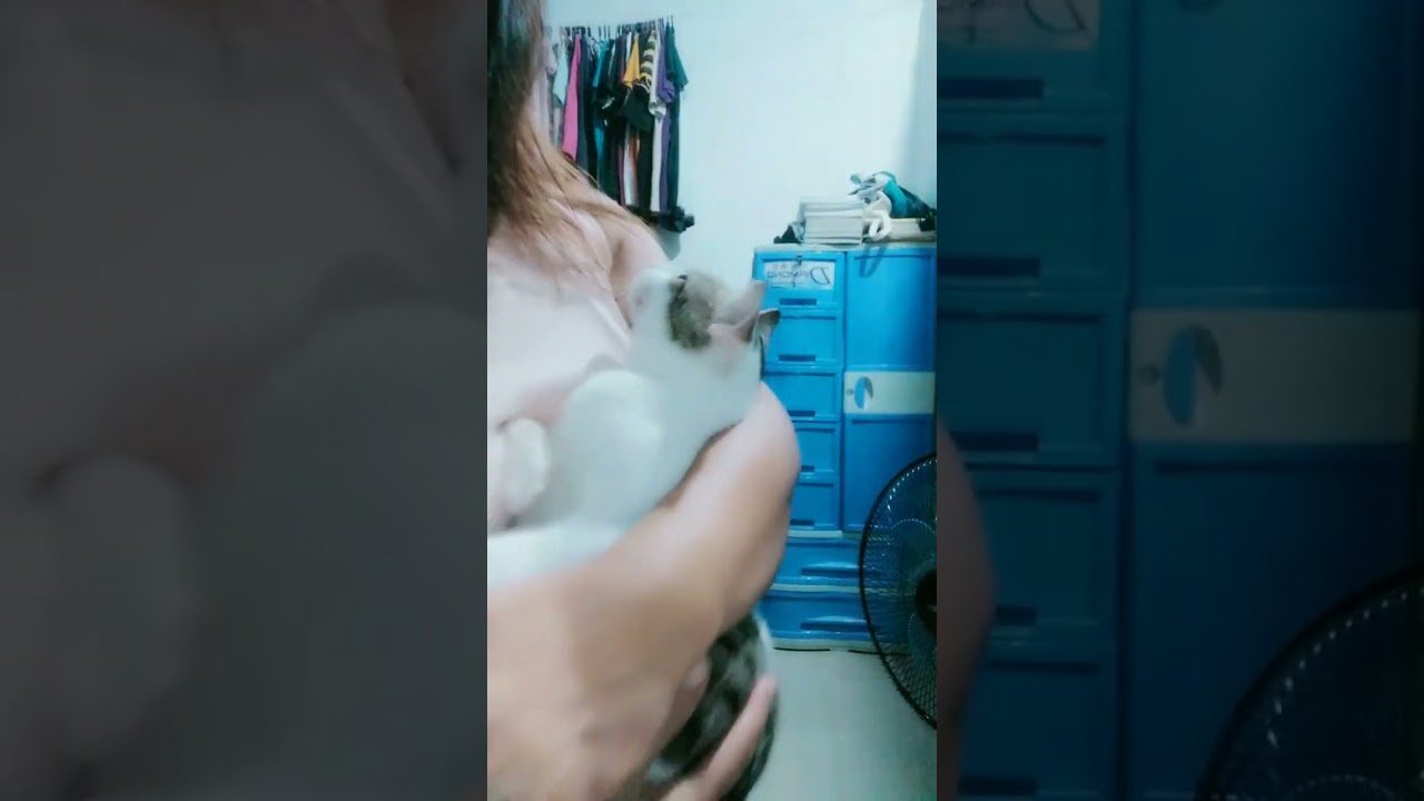 nag pa karga ang rescue cat kong si haru