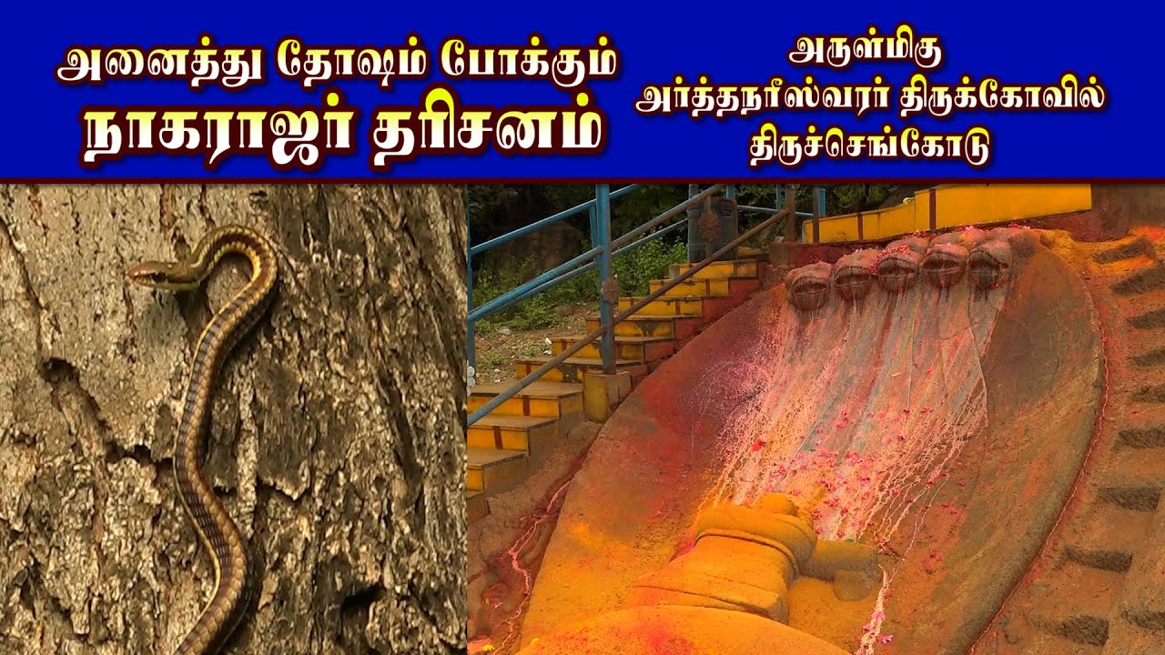 நாகராஜர் அருள்மிகு அர்த்தநாரீஸ்வரர் திருக்கோயில் திருச்செங்கோடு | NAGARAJAR THIRUCHENGODE TEMPLE