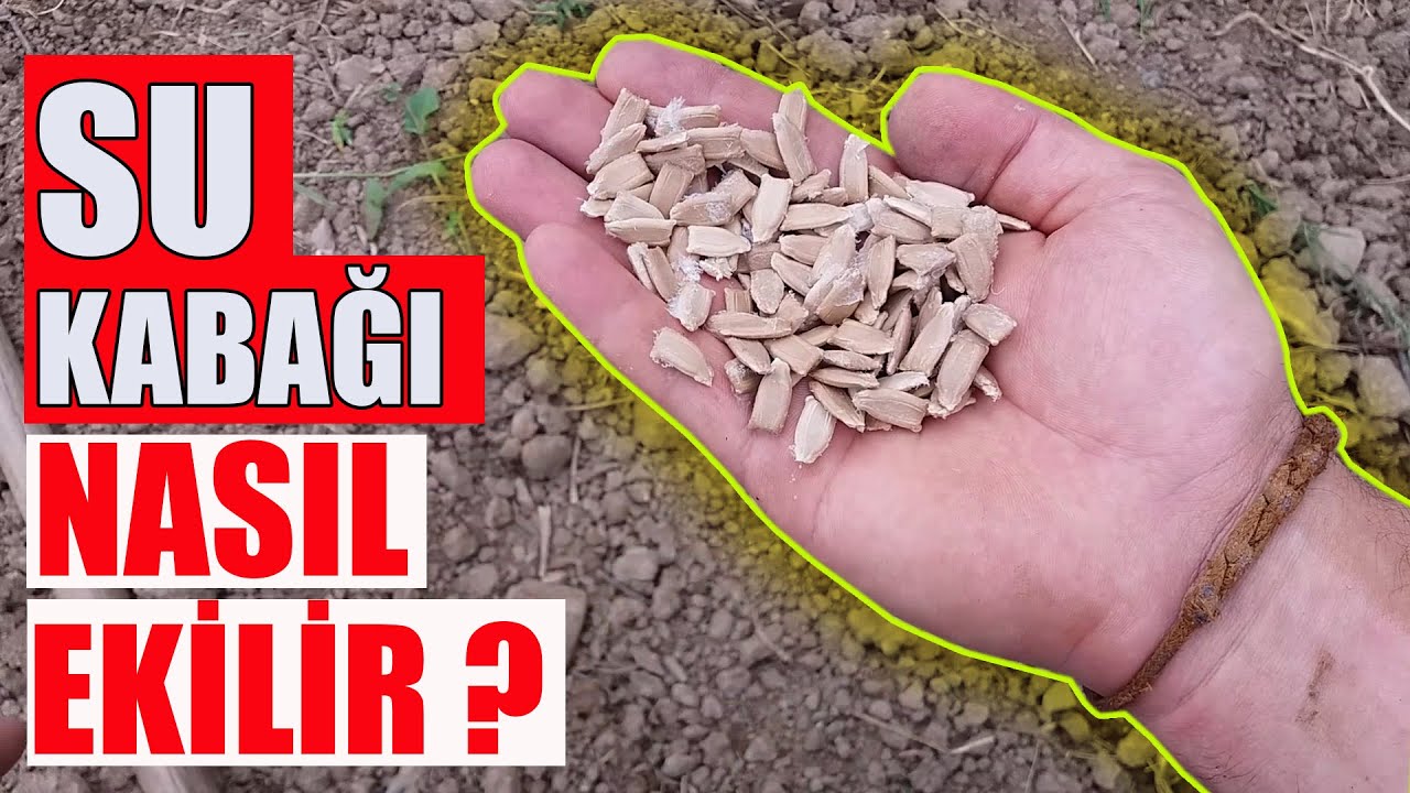 Su kabağı nasıl ekilir ? Araziye su kabağı ekme işlemi nasıl yapılır ?