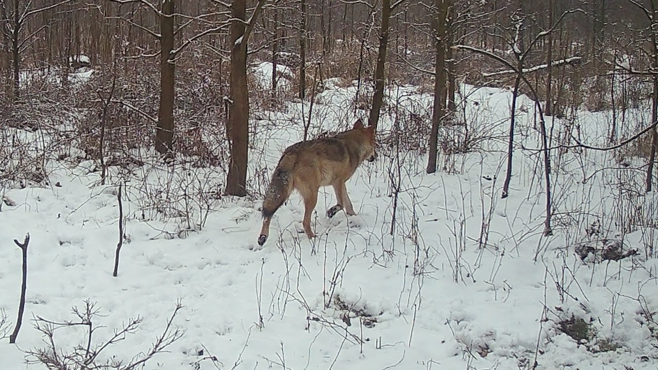 ZWIERZĘTA ZIMĄ W LESIE - ŻYCIE POD ŚNIEGIEM