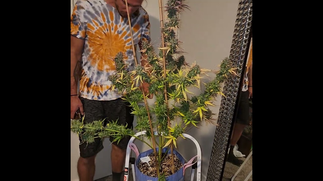 True Mac from RocBud