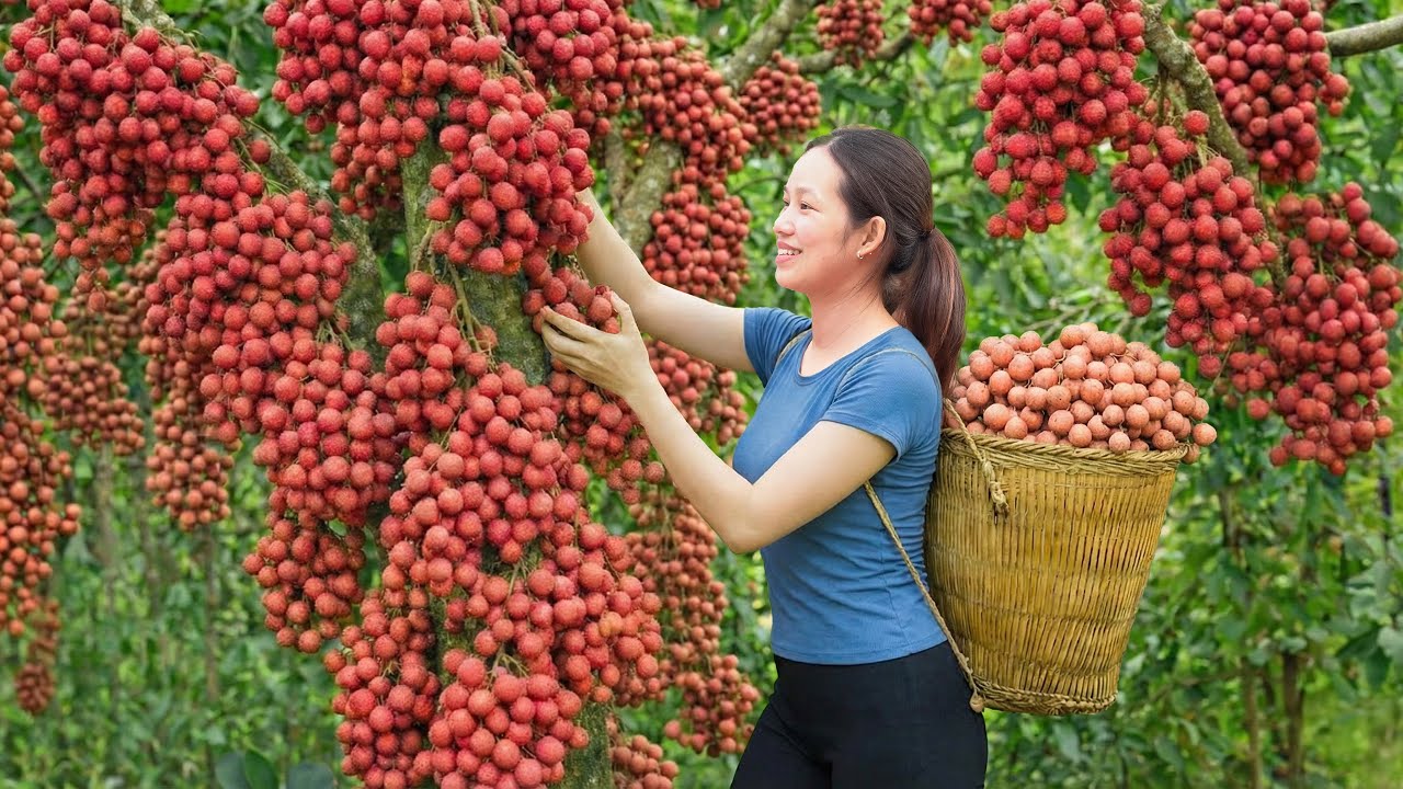 TIMELAPSE | Lychee Harvest in Full Swing | Making Delicious Lychee Jelly Tea