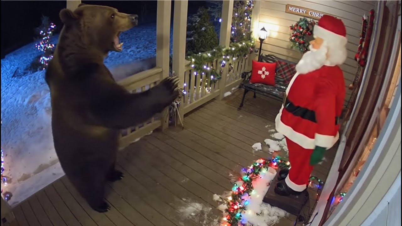 🎄 CCTV camera caught: Bears scared by Christmas decorations. Part 2