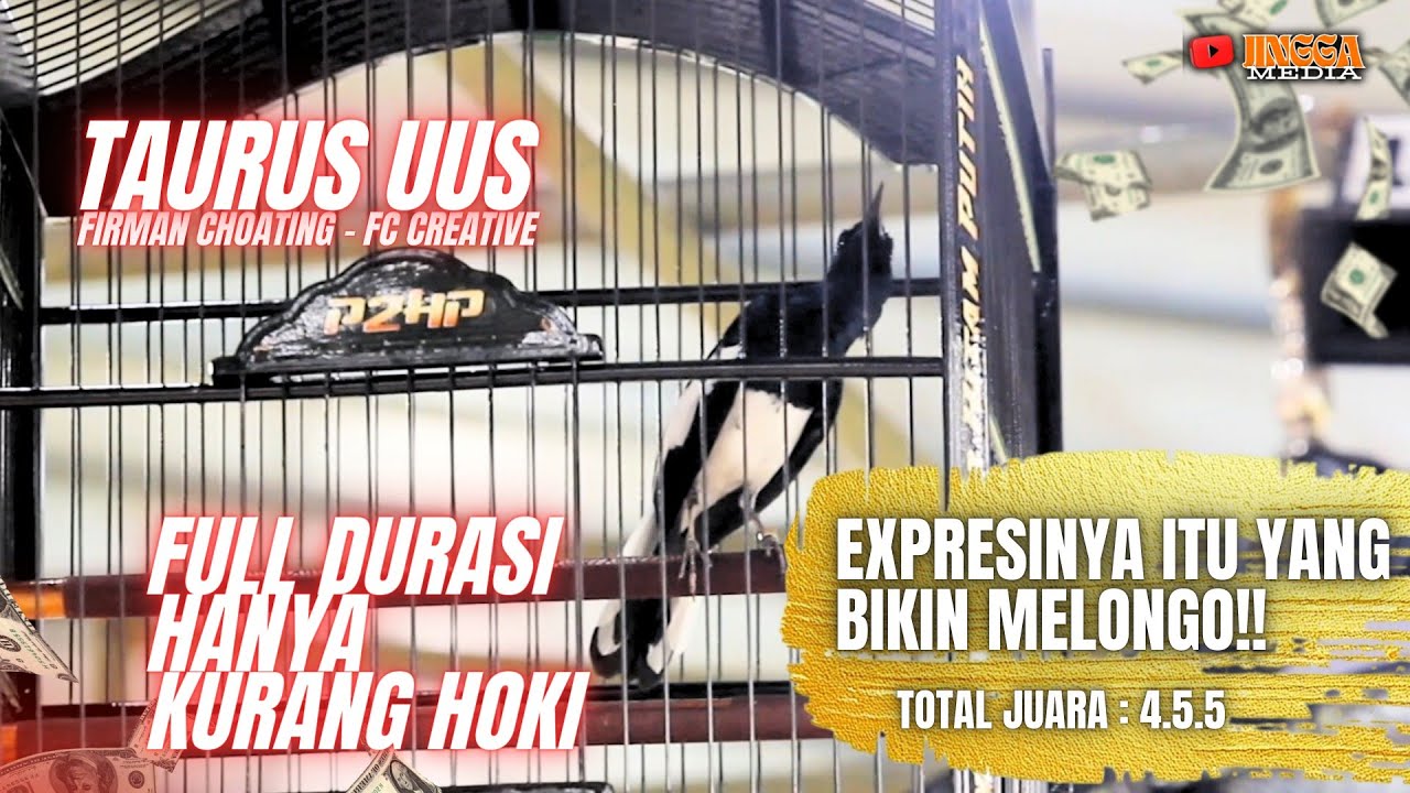 KACER TAURUS | FULL DURASI EXPRESI MAKSIMAL | MENANG DIHATI KALAH DI HOKI