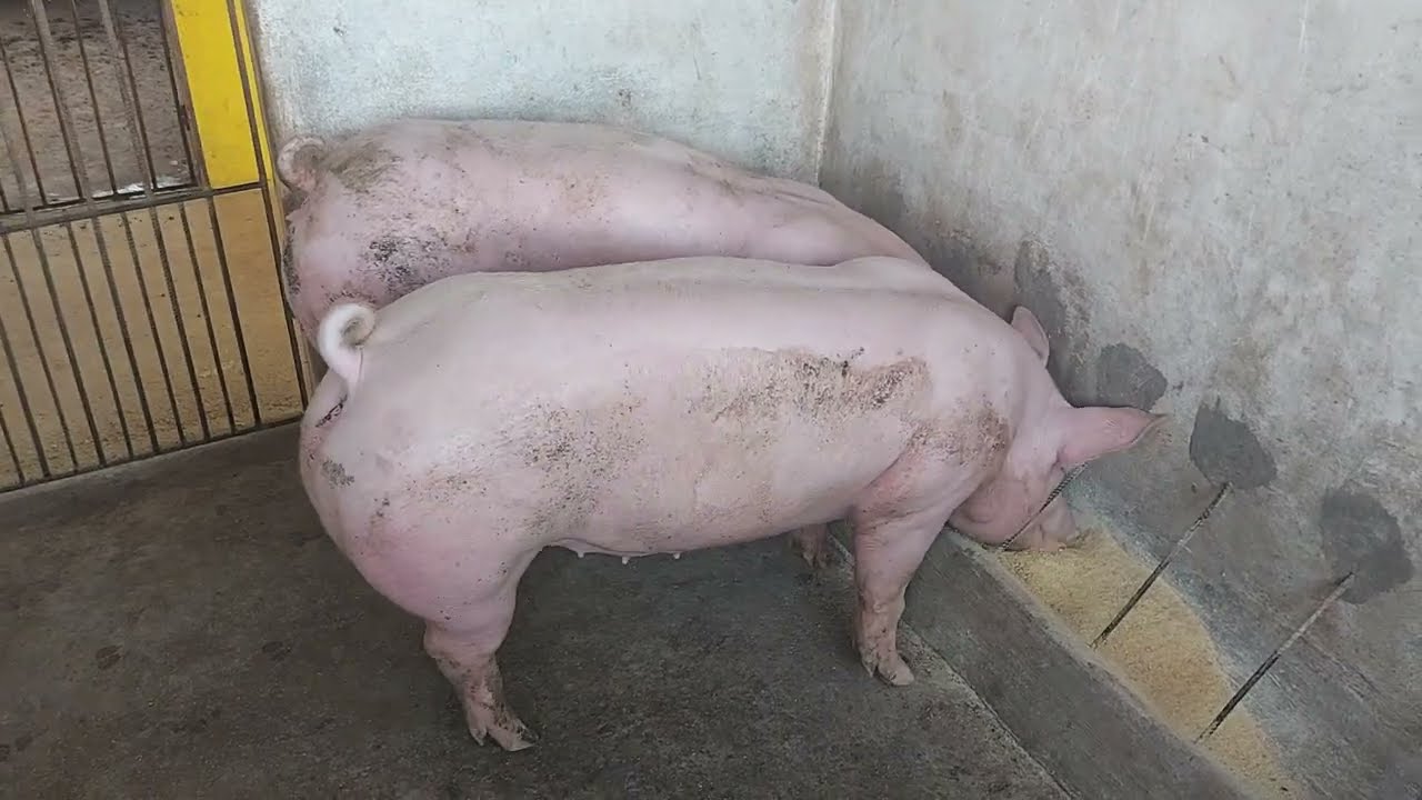 APRENDA O MANEJO SU&Iacute;NO SIMPLES E F&Aacute;CIL NO DIA A DIA | CIEL SU&Iacute;NOS