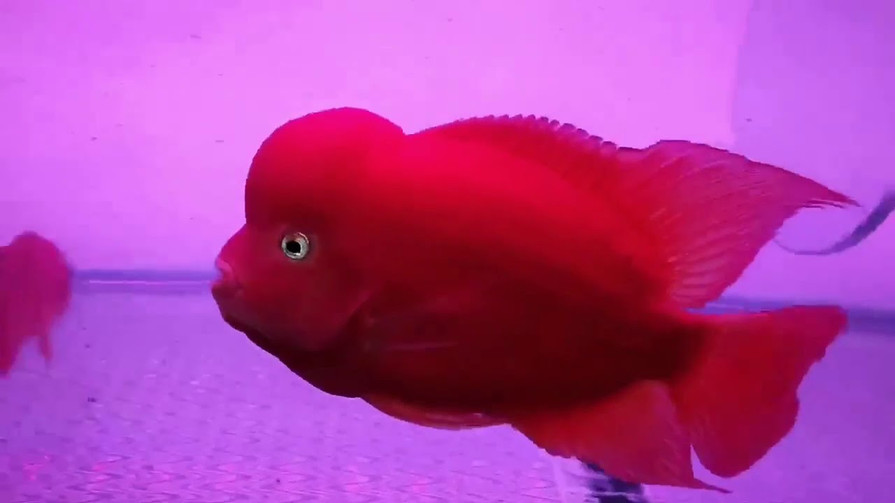 Super Red Monkey Flowerhorn| Srm flowerhorn| Super Red monkey kamfa flowerhorn| Kamfa Flowerhorn|