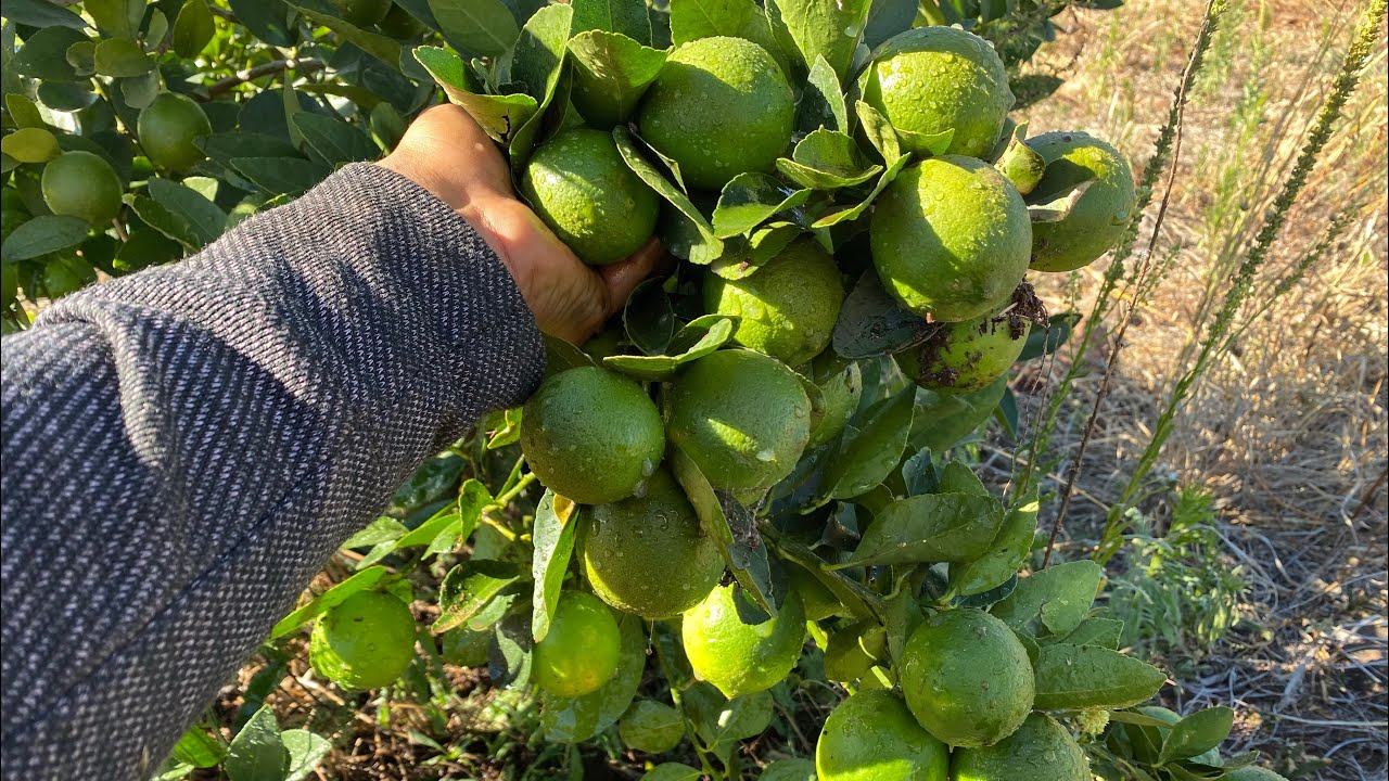 Tipo de riego para huerta de limon persa “ALTA PRODUCCIÓN “”🍋🍋🍋