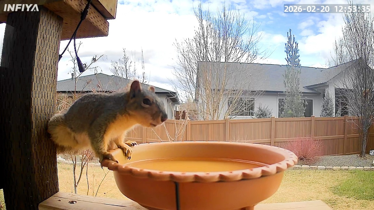 Archie Returns After Several Days Away — Full 10-Minute Visit Including Drinking from Heated Water