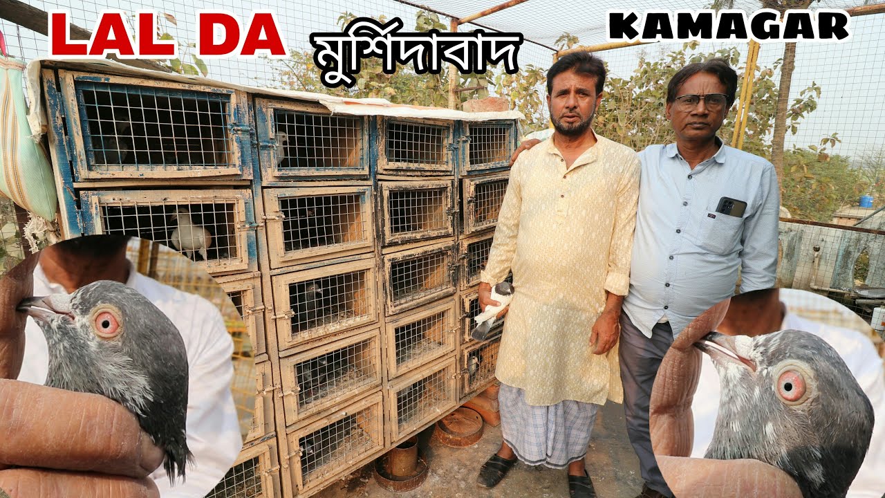Kamagr Pigeons of Lal Da / Lal Da Pigeon Loft Visit  - Kuli , Murshidabad - 9733550163 / 9832993628