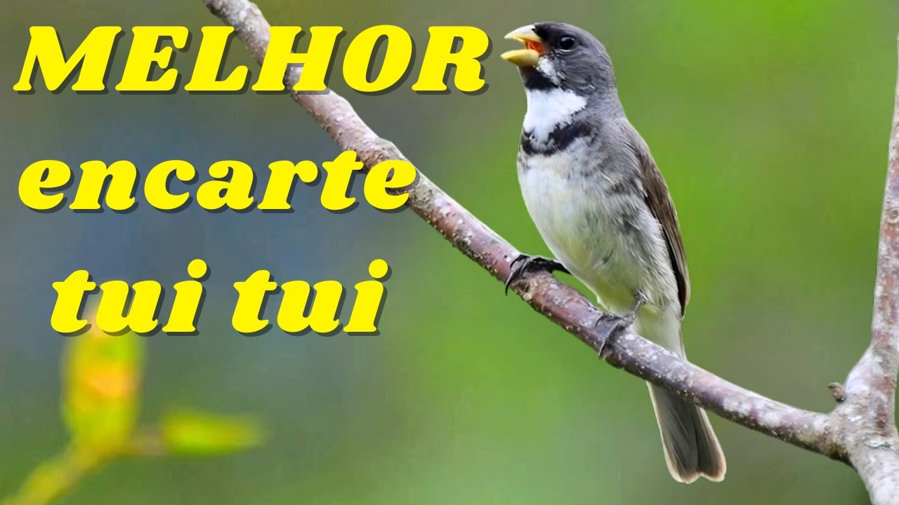 🔴 MELHOR CANTO TUI TUI PARA ENCARTE 🔴🔴ÁUDIO COM FÊMEA - TURBINE SEU COLEIRO 🔴