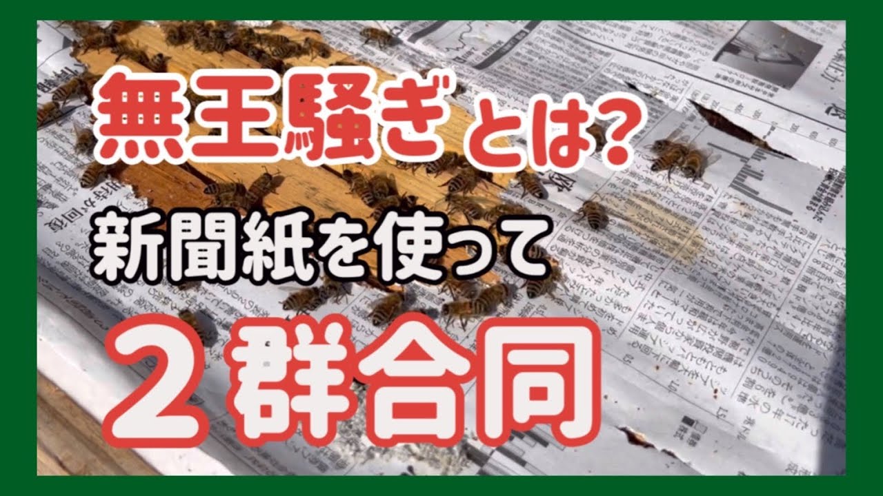 無王騒ぎって何？　どんななの？　無王群を救う　新聞紙で２群合同　　＃養蜂＃合同＃ミツバチ