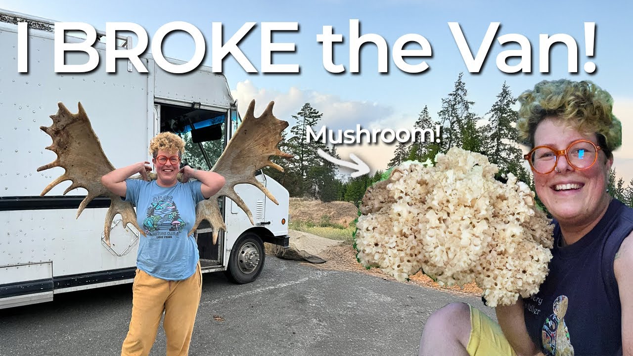 Я в затруднительном положении! Сбор лесных грибов в Remote Vanlife