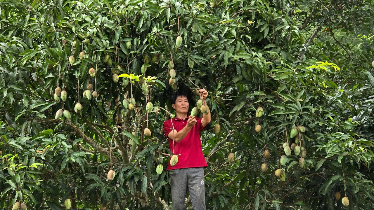 Harvesting Green Mangoes for Sale at the Countryside Market – Long-Term Onion Preservation