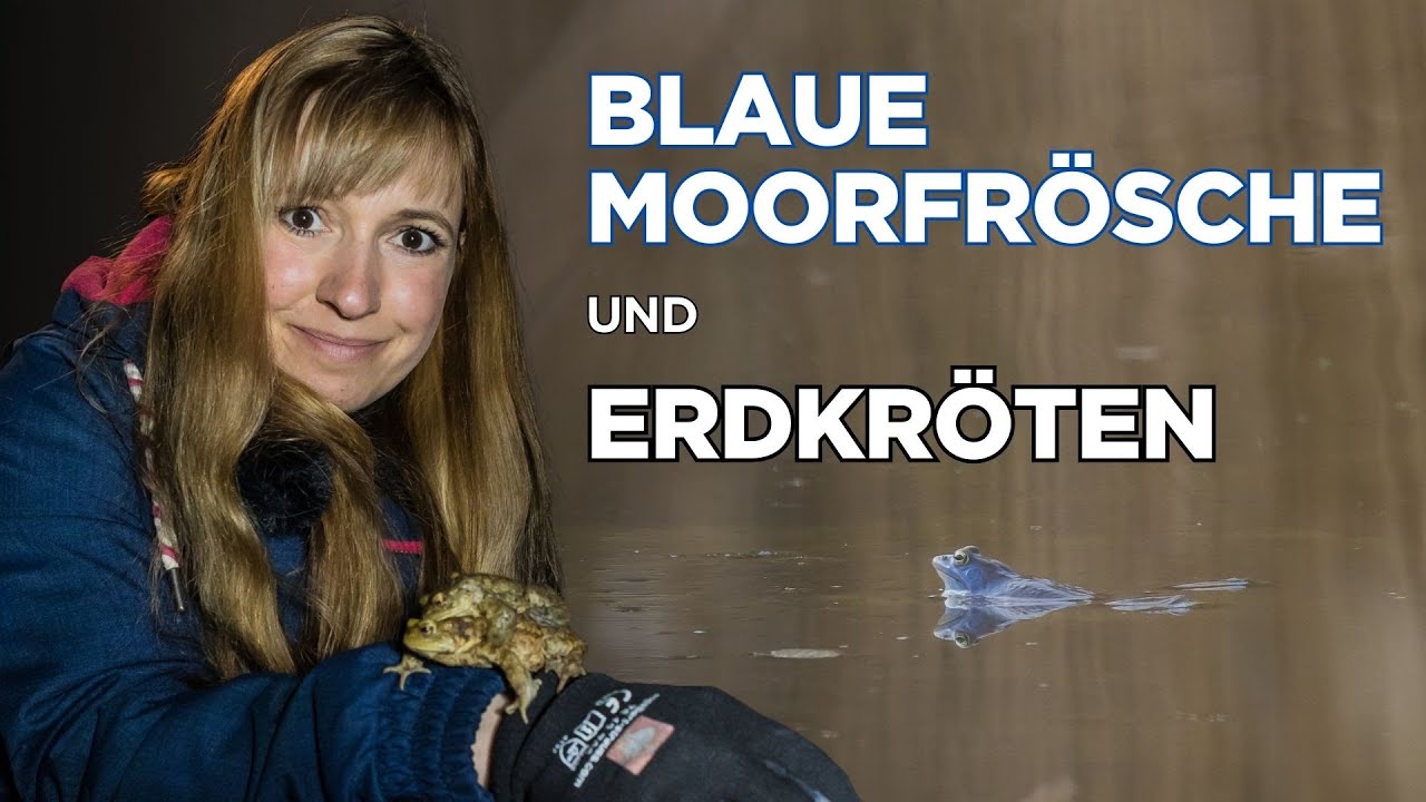 Blaue Moorfrösche & Erdkröten: So faszinierend leben Amphibien in Deutschland