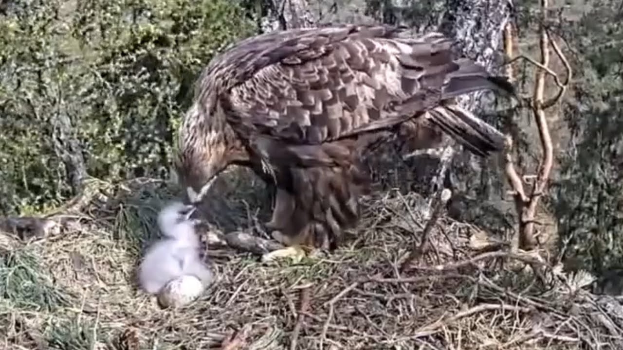 Breakfast time for cute eaglet | Kaljukotkas | Golden Eagle | May 12, 26