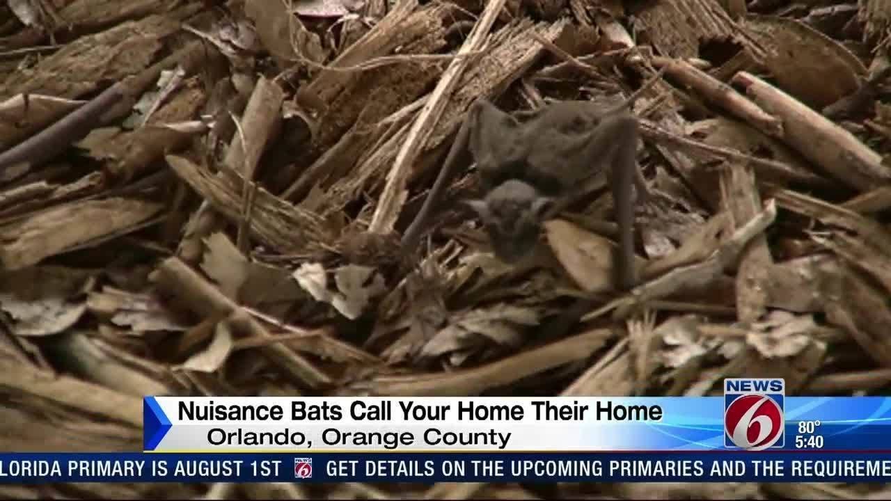 Nuisance bats call your home their home