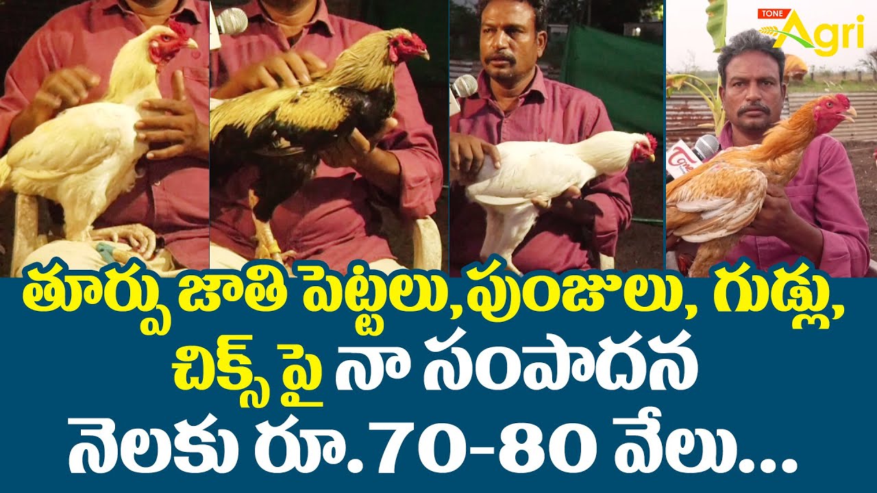 Toorpu Jathi Kollu | తూర్పు జాతి పెట్టలు, పుంజులు పై నా సంపాదన నెలకు రూ. 70-80 వేలు..! Tone Agri