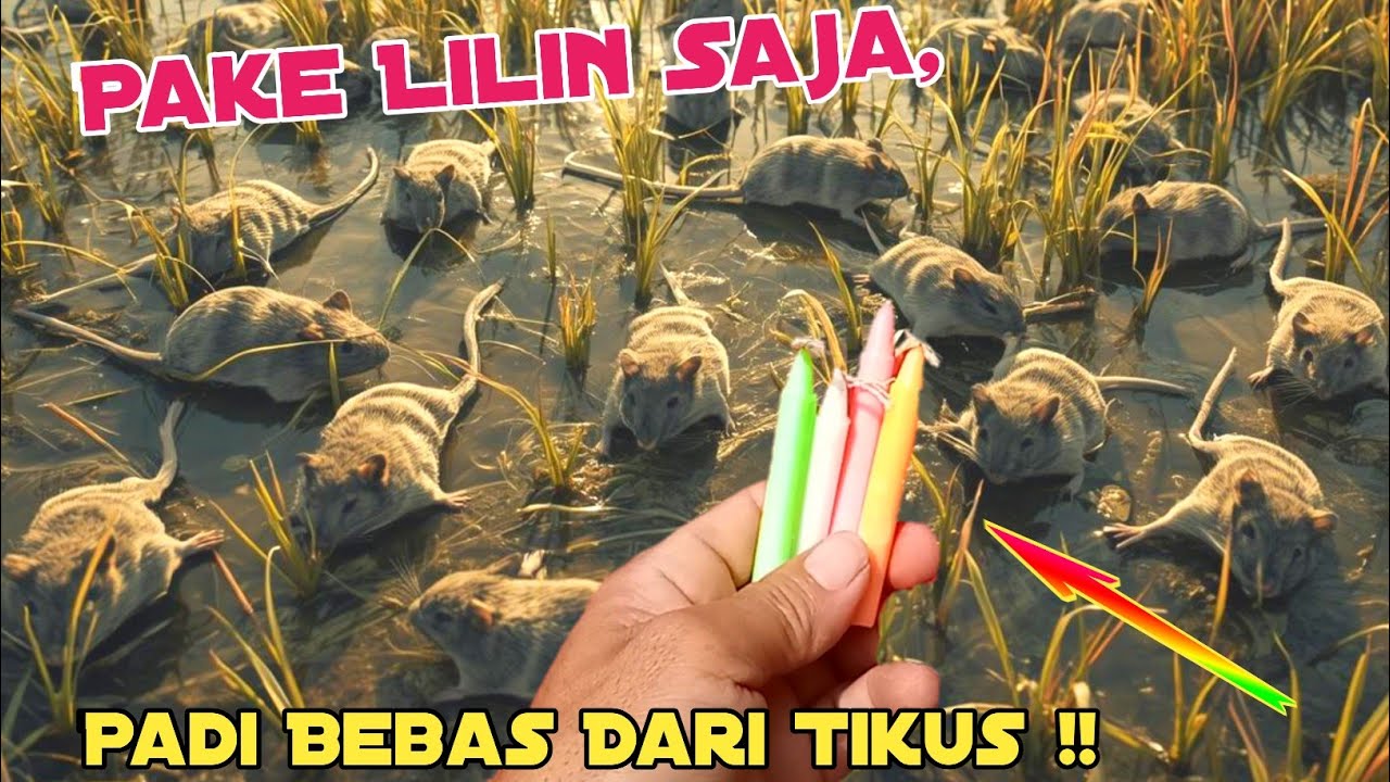 KENAPA TIDAK DARI DULU! Bikin Tikus Mabuk Dan Mati Bergelimpangan