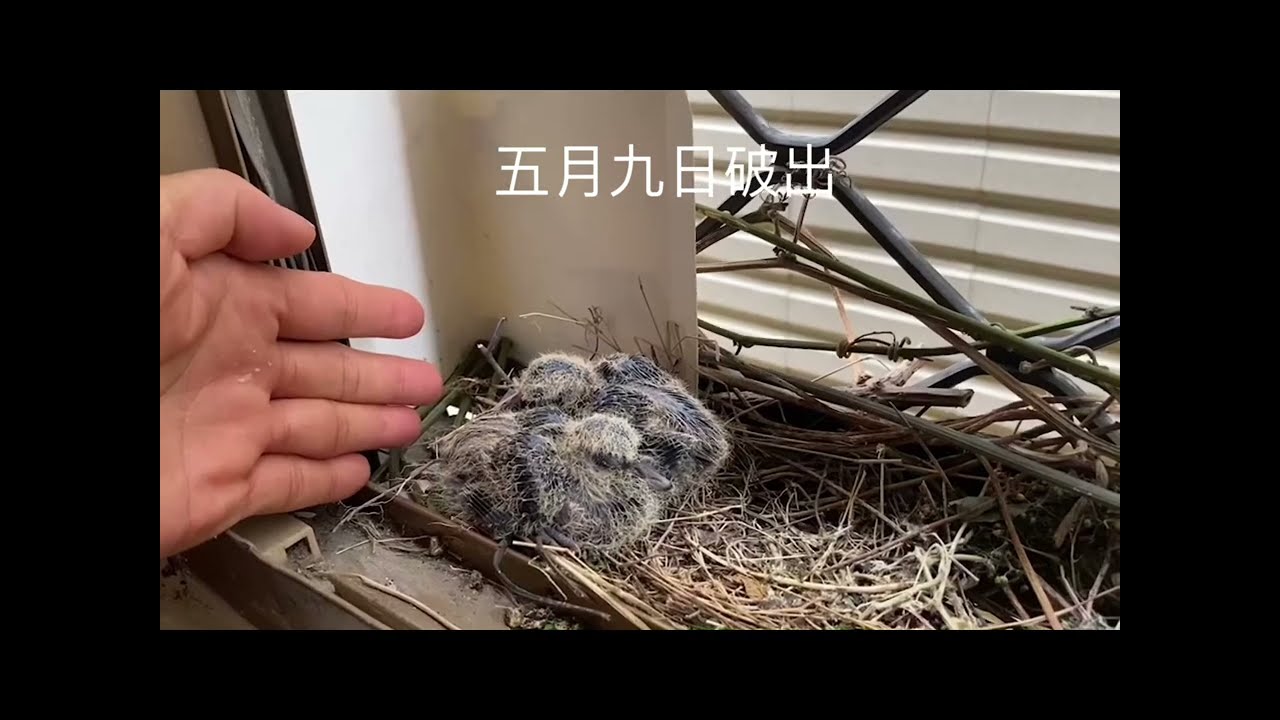 斑鳩繁衍摘記
