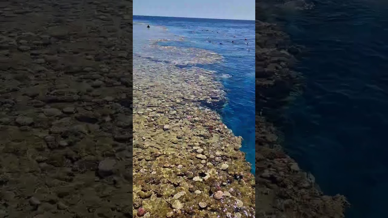 REEF OASIS BLUE BAY  EGYPT. РИФ ОАЗИС БЛЮ БЕЙ ЕГИПЕТ. #travel #море #beach #ЕГИПЕТ #ЕГИПЕТСКАЯСИЛА