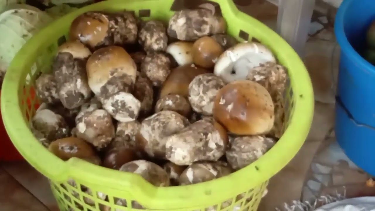 SAISON PLUVIEUSE: LES CHAMPIGNONS DES LEGUMES QUI INONDENT LES MARCHES A LUBUMBASHI