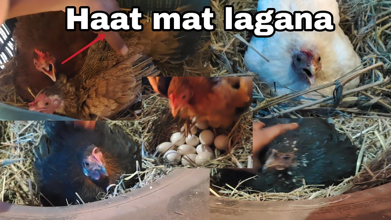 murgi palan training | LIVE Country Chicken farming | azmath pasha #1