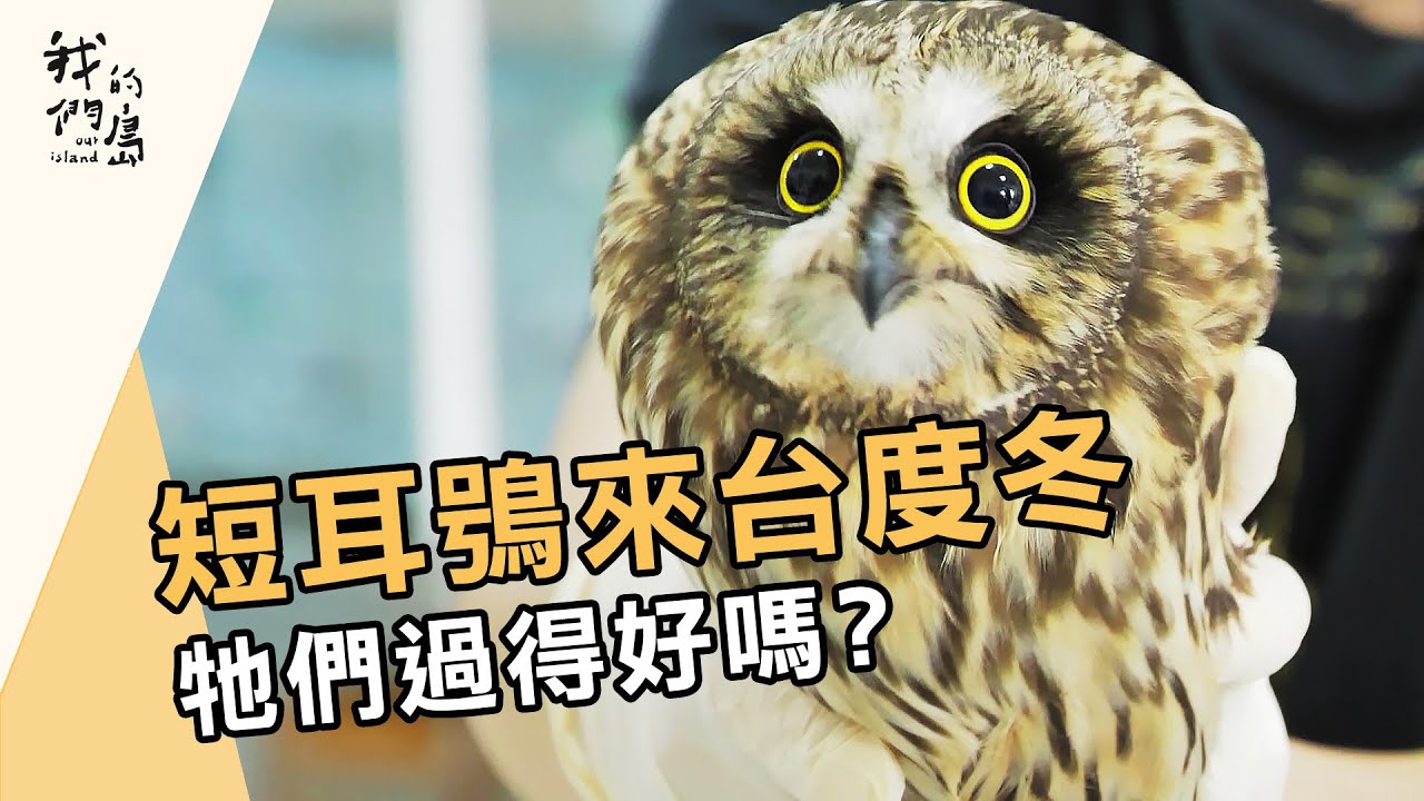 短耳鴞的來台旅程｜八千公里的遷徙之路(我們的島 第1198集 2023-03-27)
