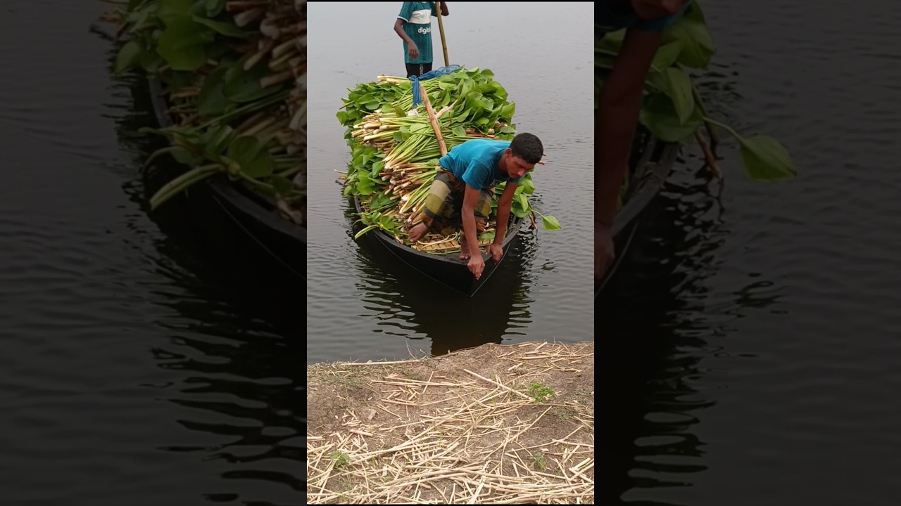 Agricultural products are being brought in by my boat #agriculture #boat