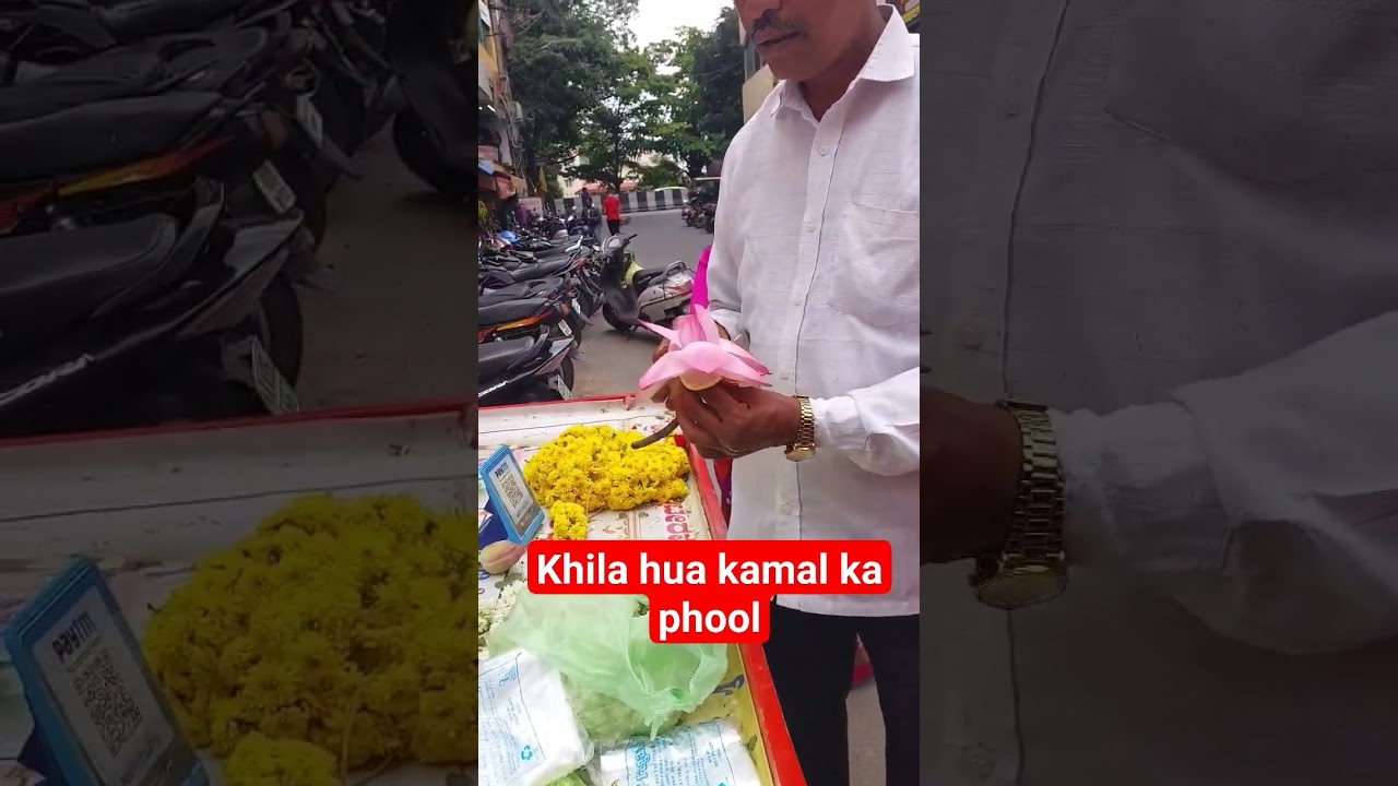 Kamal phool ko aise krne se wo khilta h #yt #lotus #flower #temple #mahalakshmi #devotee #thankful🧿🧿