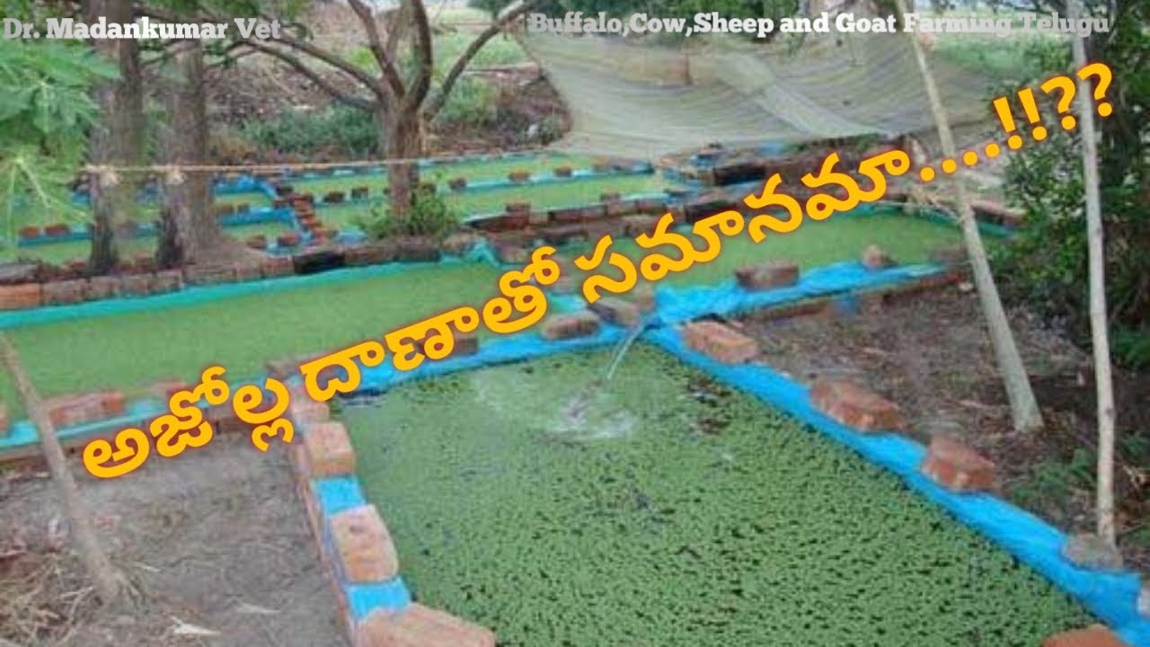 Can Azolla equal to Concentrate Feed ? Telugu | Dr. Madankumar Vet