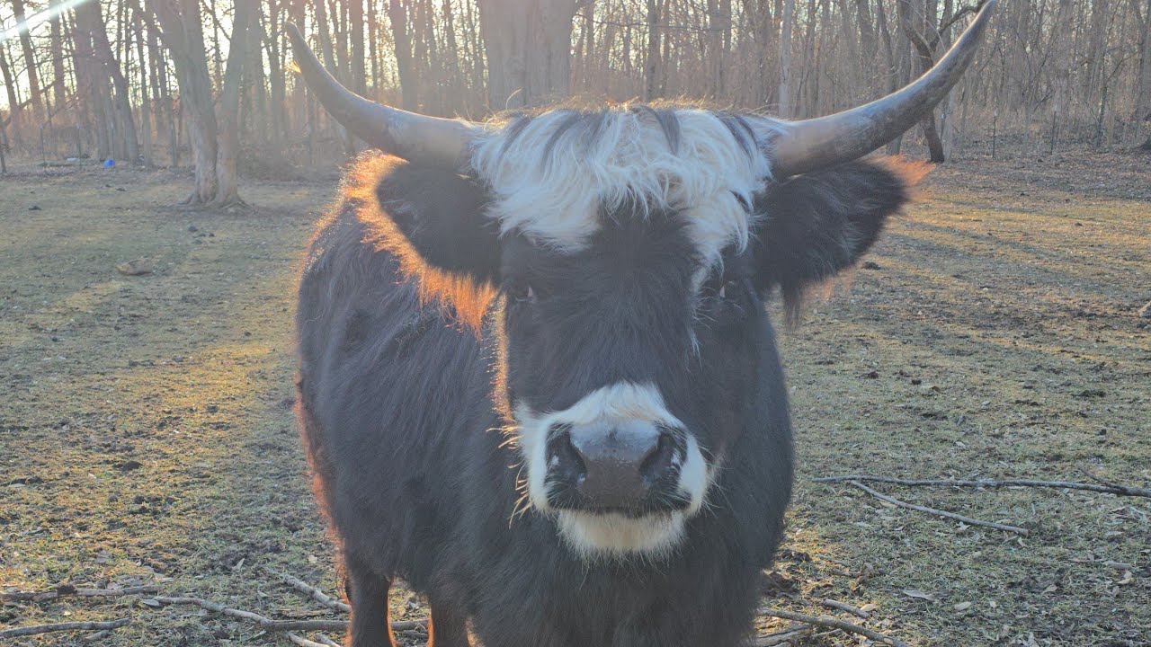 Highland Cows Asked for More Hay… and Luca Said Yes | Farm Vlog w/ Cows, Chickens, Bunnies & Cats