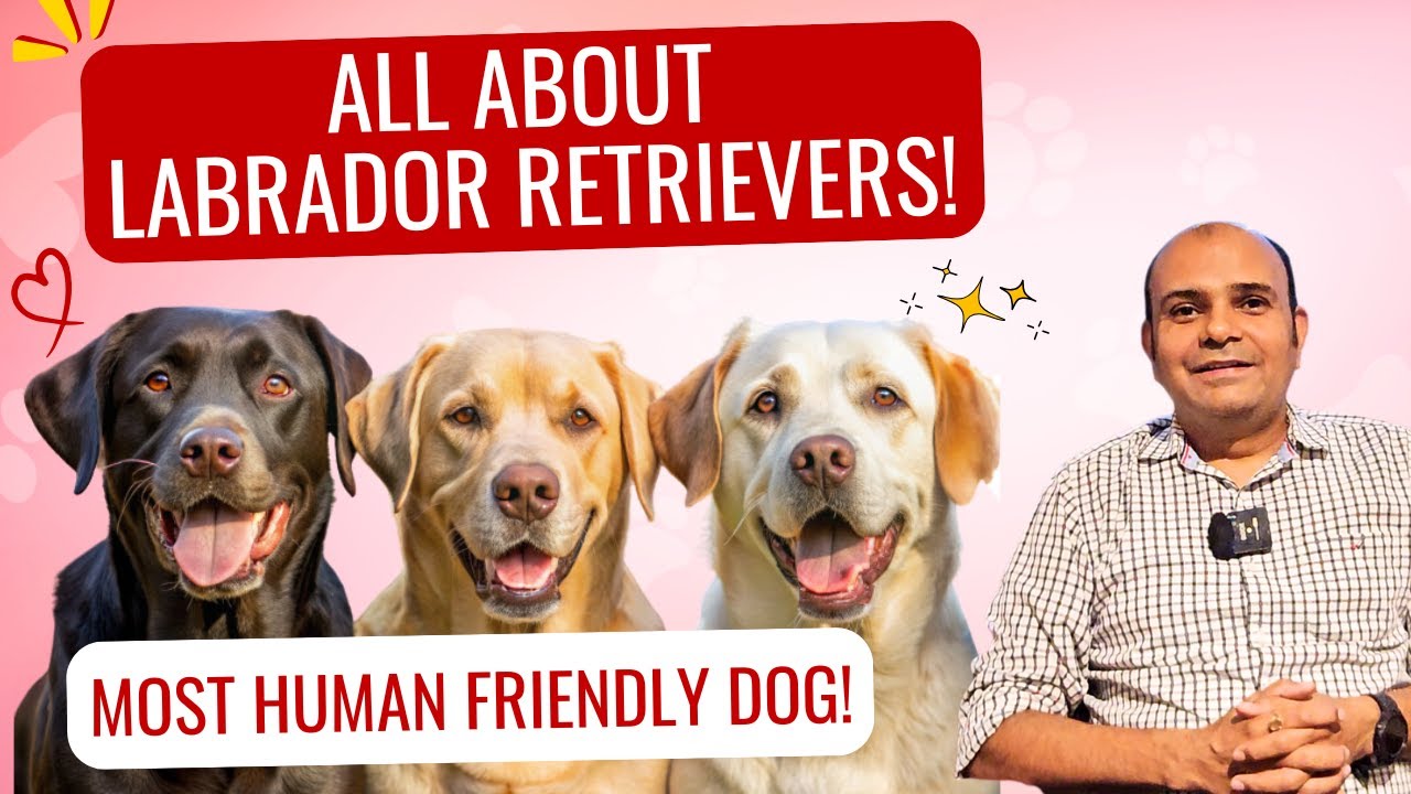 Labrador Retriever - Facts To Know Before You Adopt Them | By Baadal Bhandaari