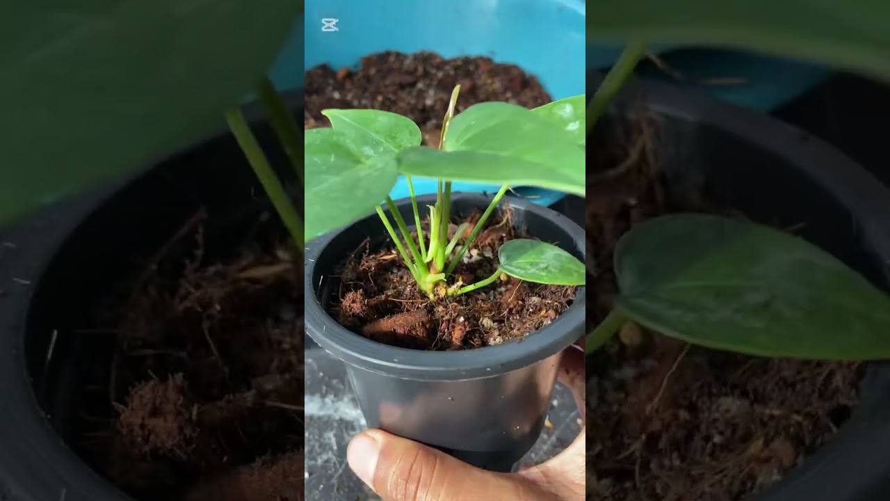 මේ විදියට පැල හිටවල බලන්න ආයෙ පැල මැරෙන්නෙ නෑ 🥰🥰🧿✨Prabha Plants #anthurium #anthuriumplant 