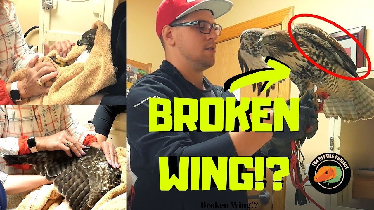 My Hawk Has An Injured Wing!
