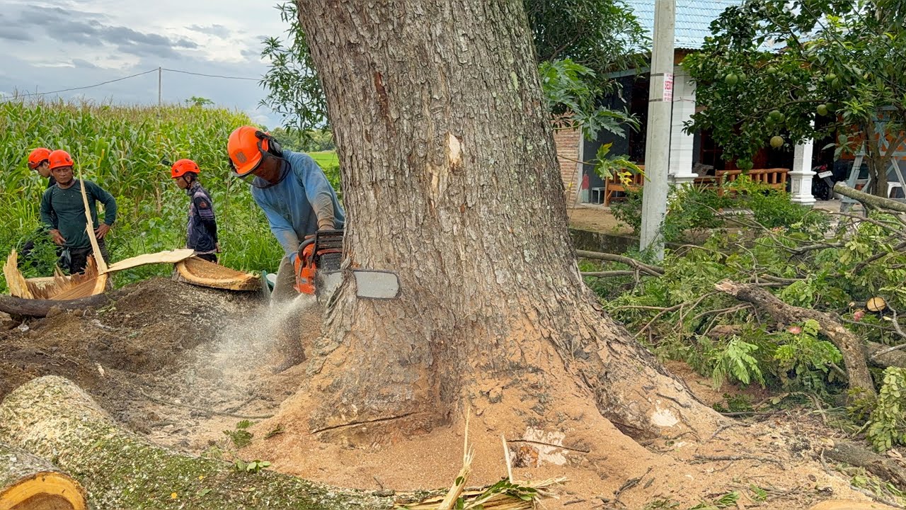 Traffic Stopped! Cutting Down a Massive Tree on the Roadside!