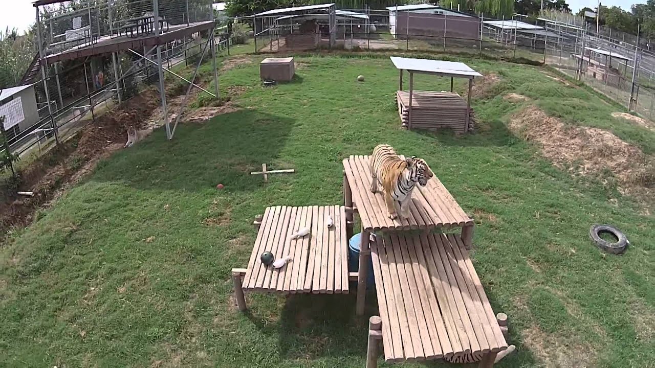 Joe Exotic's tour of the Zoo!