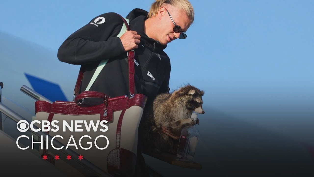 Erling Haaland returns to Norway after World Cup defeat with new raccoon friend